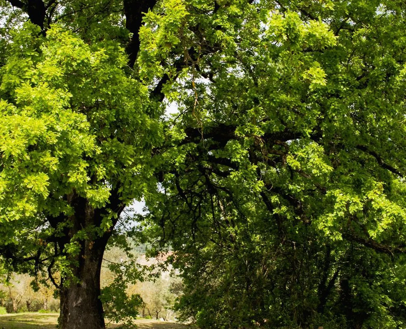 Appartamento Con Piscina E Giardino - Lavanda Ghizzano Apartment